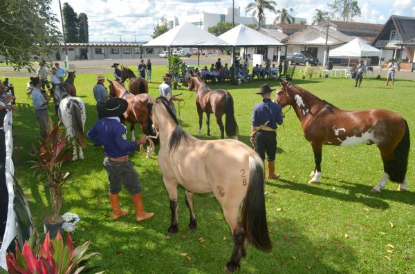 7ª Expocrioulo: for&ccedil;a e beleza da ra&ccedil;a crioula 