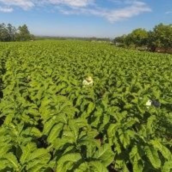 FMC alia solu&ccedil;&otilde;es qu&iacute;micas e biol&oacute;gicas para sustentabilidade na produ&ccedil;&atilde;o do Tabaco 
