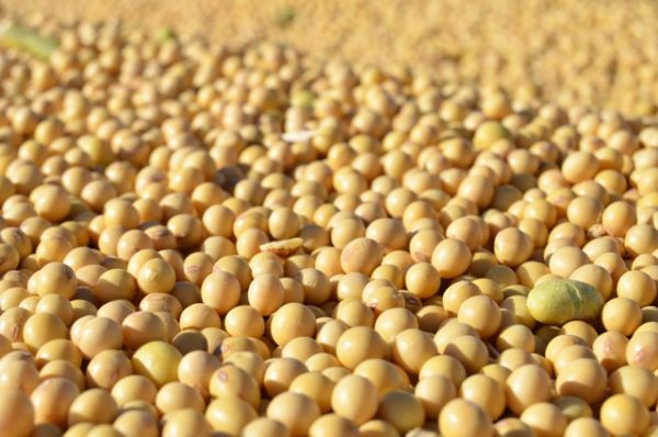 Soja supera marca hist&oacute;rica em produ&ccedil;&atilde;o e exporta&ccedil;&atilde;o, aponta Expedi&ccedil;&atilde;o Safra