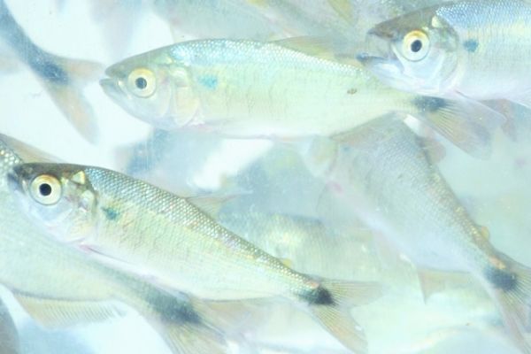 Sindicato Rural realiza, nesta sexta-feira, 20 de abril, entrega de encomendas de alevinos