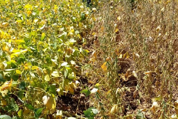 Controle da ferrugem asi&aacute;tica &eacute; foco de novos fungicidas da IHARA
