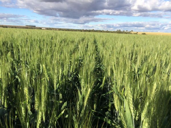 Planejamento e gerenciamento em busca da rentabilidade no trigo