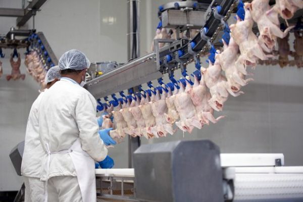  Ap&oacute;s embargo da UE, Cadecs garantem pagamento a produtores com avi&aacute;rio vazio