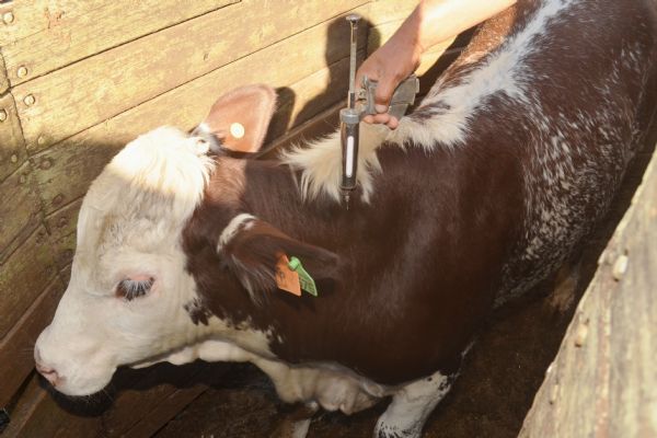 Hora de vacinar o rebanho e dar adeus &agrave; vacina