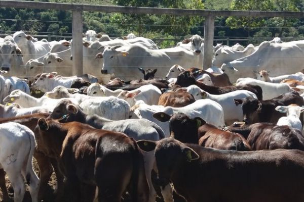 Treinamento do Programa Pecu&aacute;ria Moderna alavanca bovinocultura de corte nos Campos Gerais