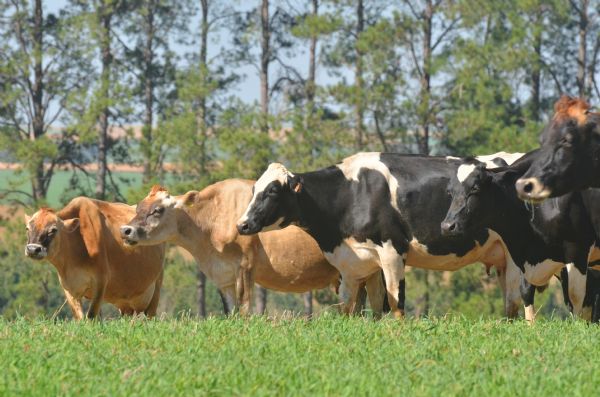Comiss&atilde;o T&eacute;cnica de Bovinocultura de Leite do Sindicato Rural de Guarapuava realiza reuni&atilde;o