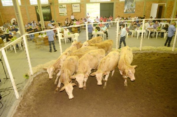Feira de Bezerros mais uma vez apresenta animais de qualidade