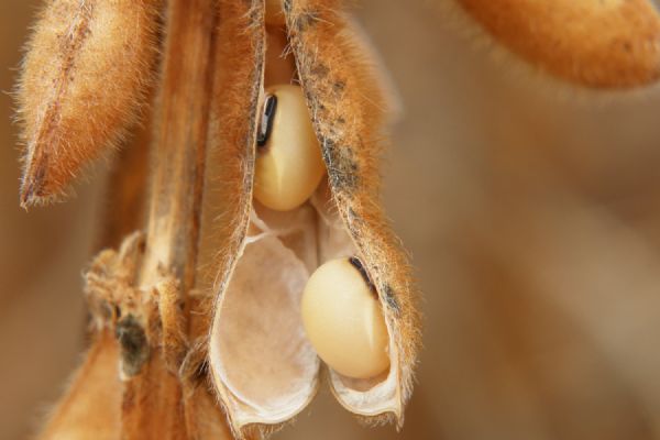 FMC leva tecnologias para a maior feira agropecu&aacute;ria do norte do pa&iacute;s