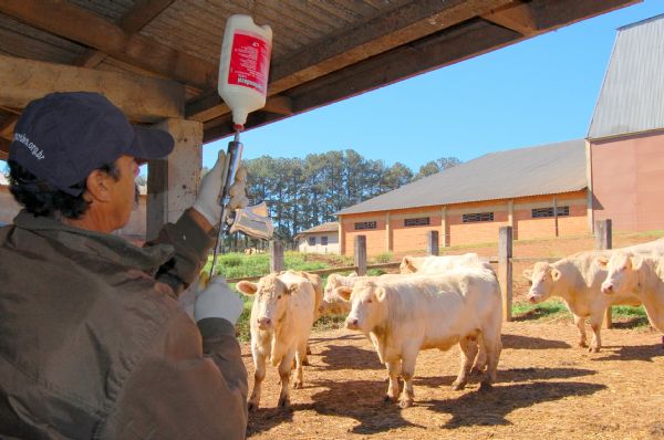 Pecuaristas podem aproveitar o per&iacute;odo de vacina&ccedil;&atilde;o para identificar os animais