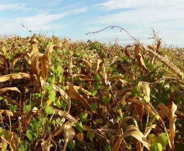 Embrapa lan&ccedil;a p&aacute;gina tem&aacute;tica Manejo de Plantas Daninhas 
