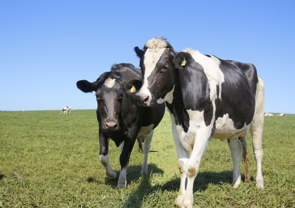 Biog&eacute;nesis Bag&oacute; destaca na Megaleite benef&iacute;cios de suplementos injet&aacute;veis para a pecu&aacute;ria leiteira