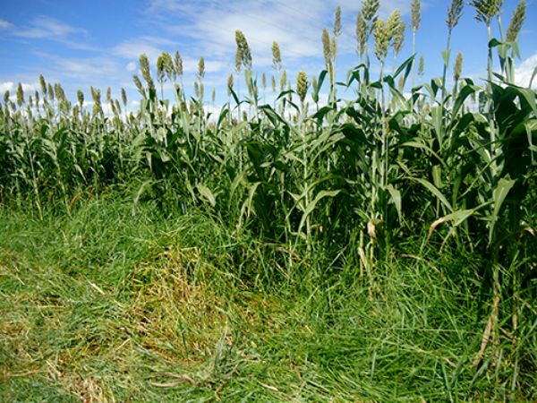 Sistema ILP na regi&atilde;o Central de Minas revela bons resultados