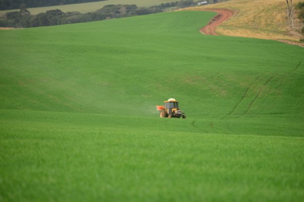 Plantio do trigo chega a 87% da &aacute;rea do Paran&aacute;