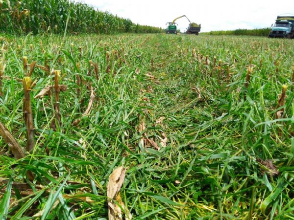 Pecuarista do Mato Grosso potencializa ILP utilizando sementes incrustadas