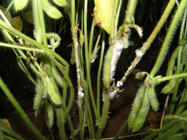 Palestra discute controle biol&oacute;gico do Mofo Branco 