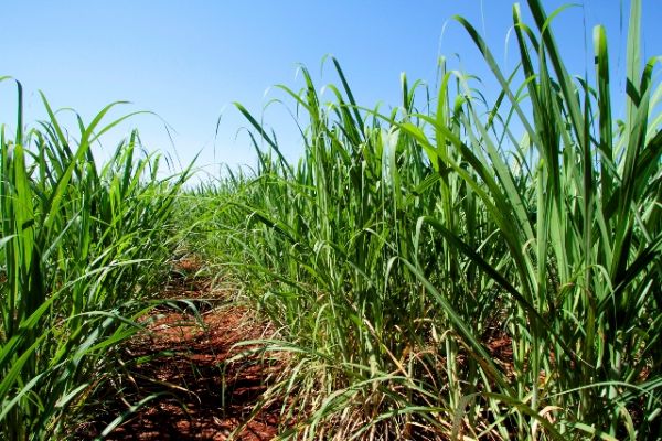 FMC apresenta benef&iacute;cios para a cultura da cana-de-a&ccedil;&uacute;car por meio de game interativo