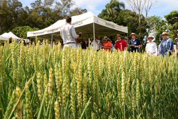 Trigo para pastejo &eacute; novidade no Agroleite
