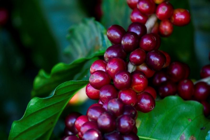 FMC destaca tecnologia para o manejo do solo e controle de doenças do café
