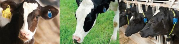 Allflex avança no mercado brasileiro e traz nova plataforma de monitoramento