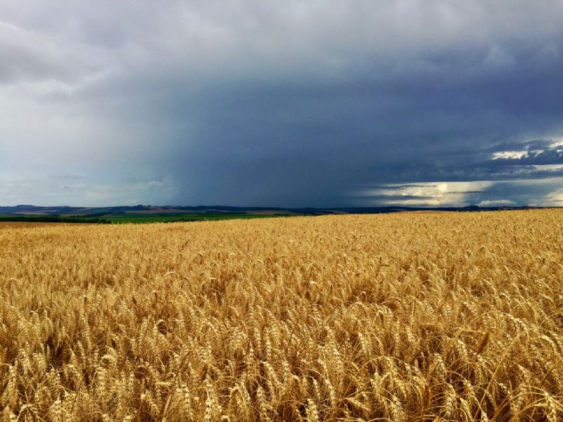 Trigo exclusivo para biscoito é oportunidade para os cooperados da Agrária