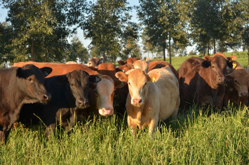 Produtos animais, saúde humana e Integração Lavoura-Pecuária