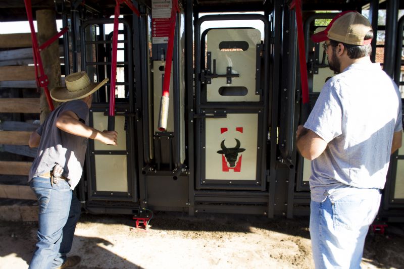 Aftosa: imunização individualizada na contenção é mais eficaz e segura