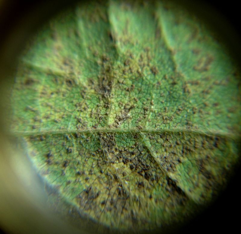 Paraná e São Paulo registram 13 focos de ferrugem da soja