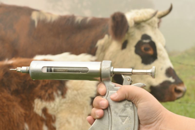 Adapar prorroga vacinação contra aftosa no Paraná