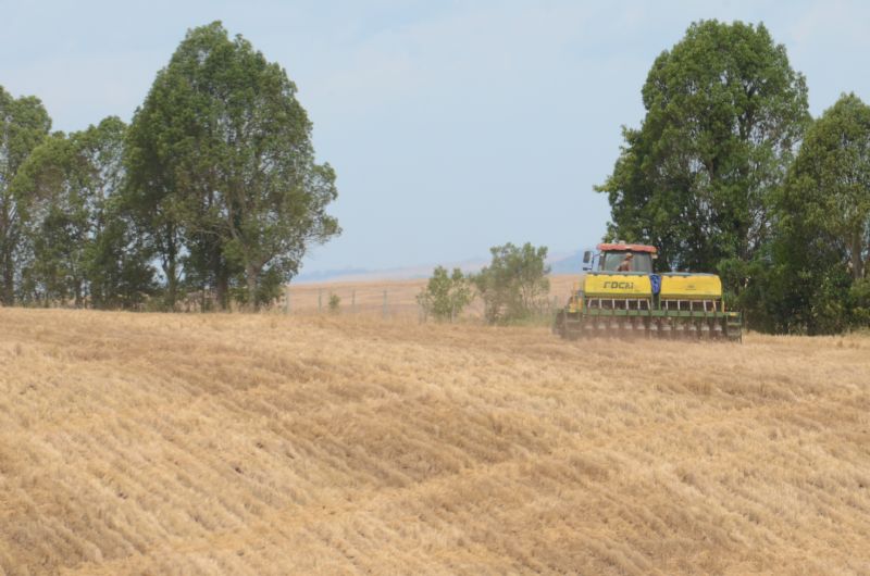 Sem muita variação, a expectativa para safra 2018/2019 é de estabilidade