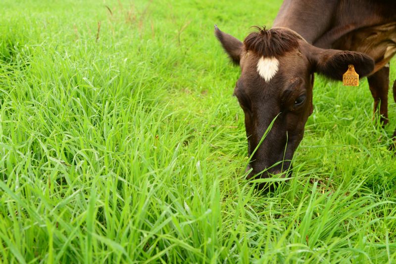 Inverno de 2019 terá novos trigos para pastejo e silagem
