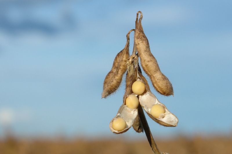 FMC participa da Coopershow e fortalece parceria com os produtores de soja e milho do Vale do Paranapanema