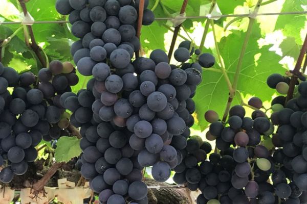 Emater leva ações de economia e sustentabilidade ao Show Rural