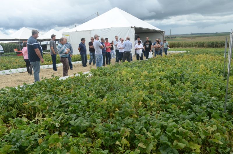 Dia de Campo de Verão Agrária dissemina informações sobre soja, milho e feijão