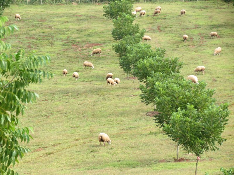 Cuidados no planejamento e instalação do pomar
