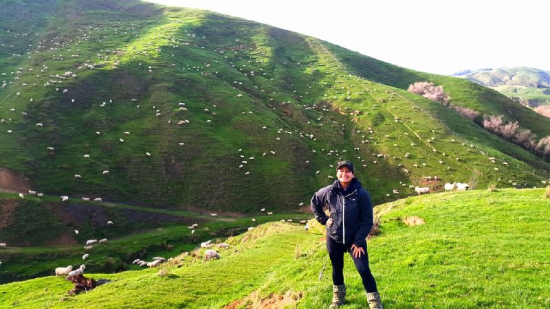 Ovinocultura na Nova Zelândia