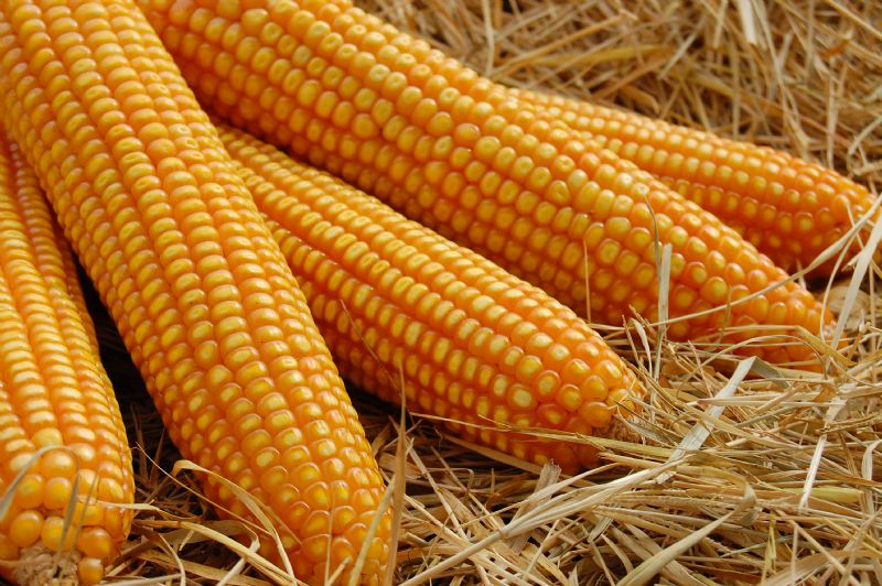 Milho: evolução da segunda safra é tema de seminário nacional