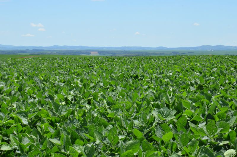 Escolha pelo barter tem sido preferência para travar valor da safra