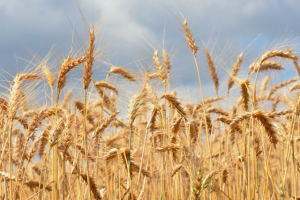 REUNIÃO DE TRIGO 2019: Inscrições de trabalhos prorrogadas até 31 de maio