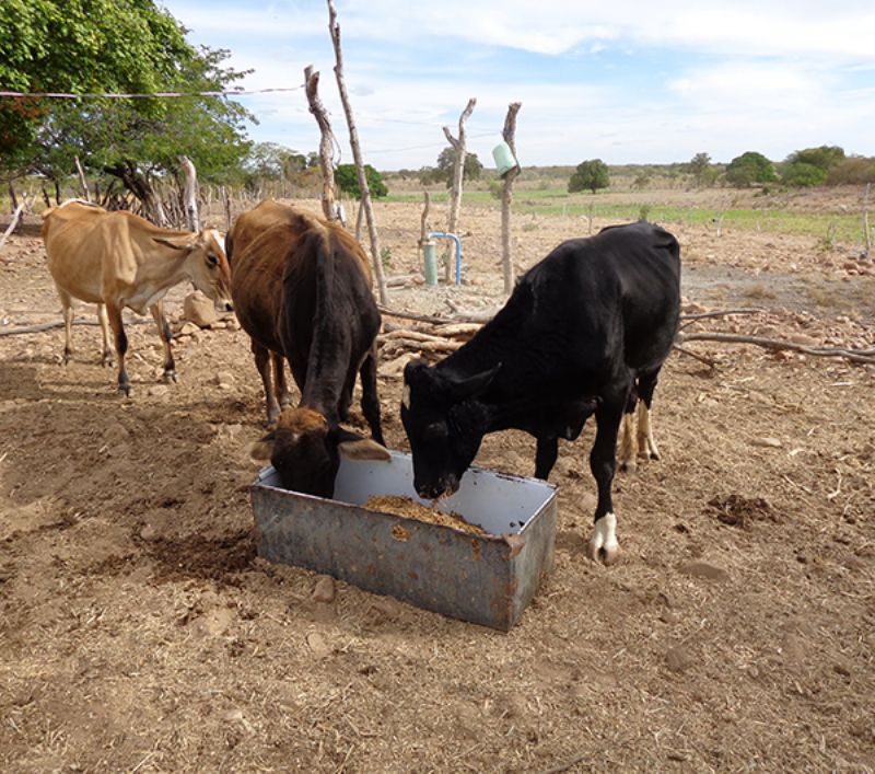 Seminário apresenta estratégias para agropecuária em ambientes com restrições hídricas