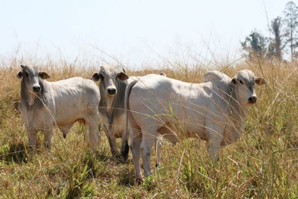 Estratégias de nutrição no período da seca proporcionam bons resultados ao pecuarista