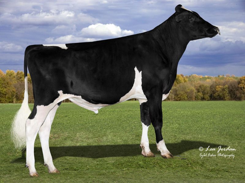 Fazenda Capituba: planejamento estratégico garante rentabilidade