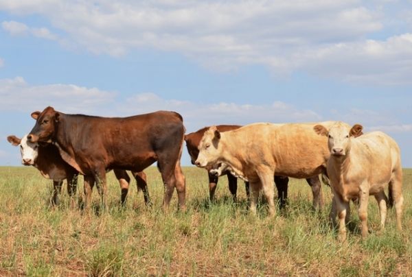 Onda de roubo de gado faz FAEP pedir força-tarefa de segurança