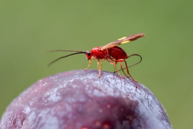Congresso discute controle biológico na fruticultura