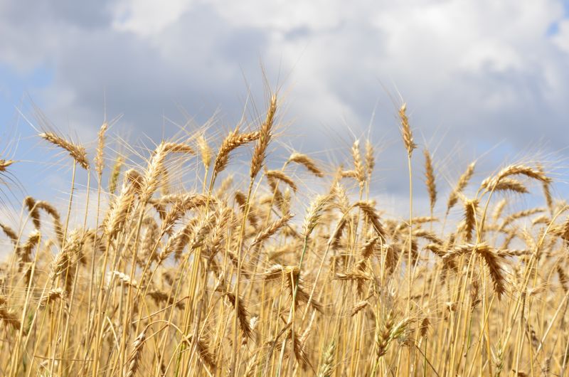 Produtores de Guarapuava/PR realizam plantio das safras de inverno em meio a clima atípico para época do ano