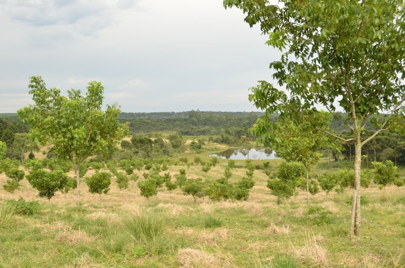 Os passos a serem observados no plantio do pomar de pecã