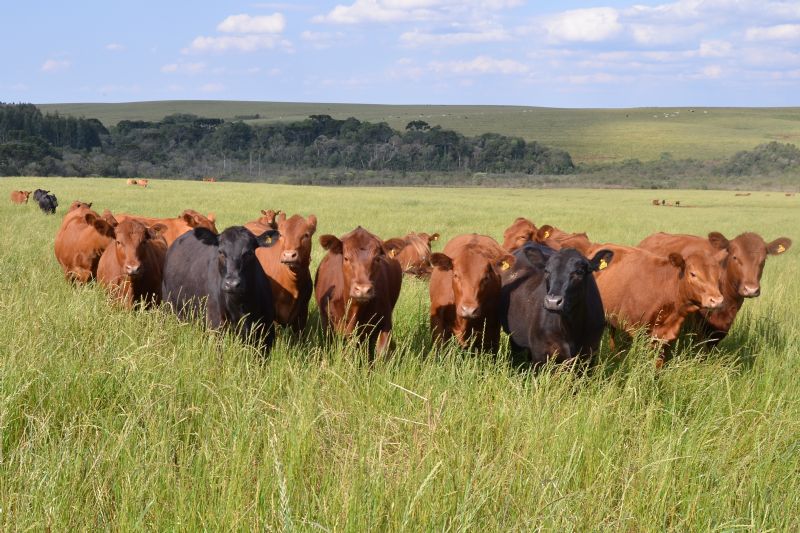 Núcleo dos Sindicatos Rurais do Centro do PR organiza caravana para audiência pública Paraná Livre de Aftosa Sem Vacinação