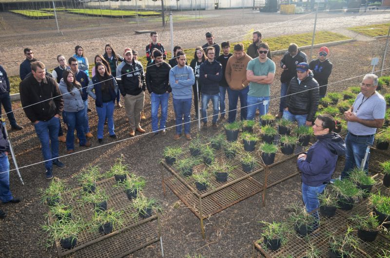 Golden Tree: visita técnica aborda mudas de pastagem