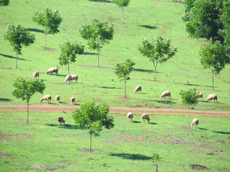 Cuidados pós plantios na cultura da Nogueira-pecã