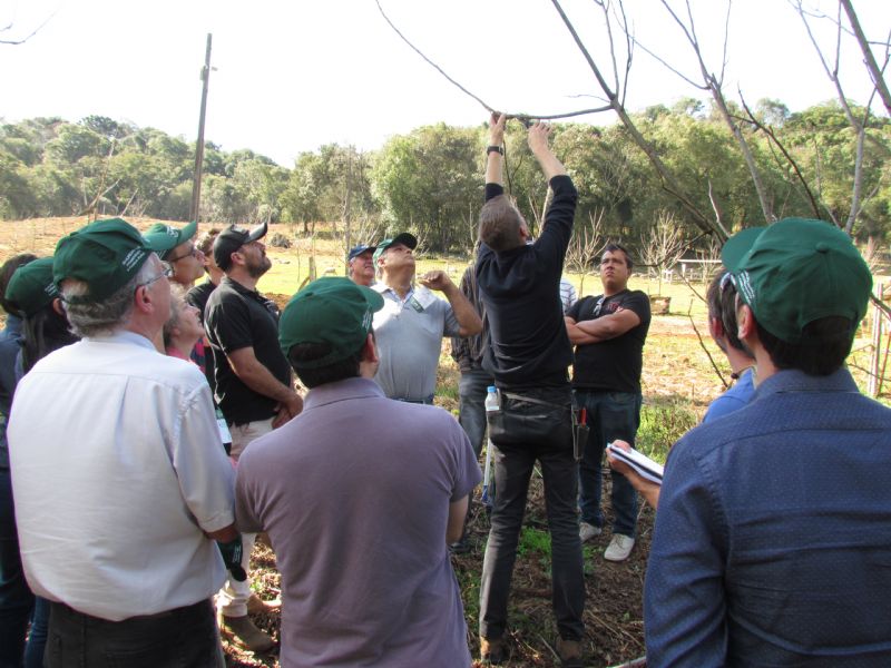 Curso de poda orientou pecanicultores