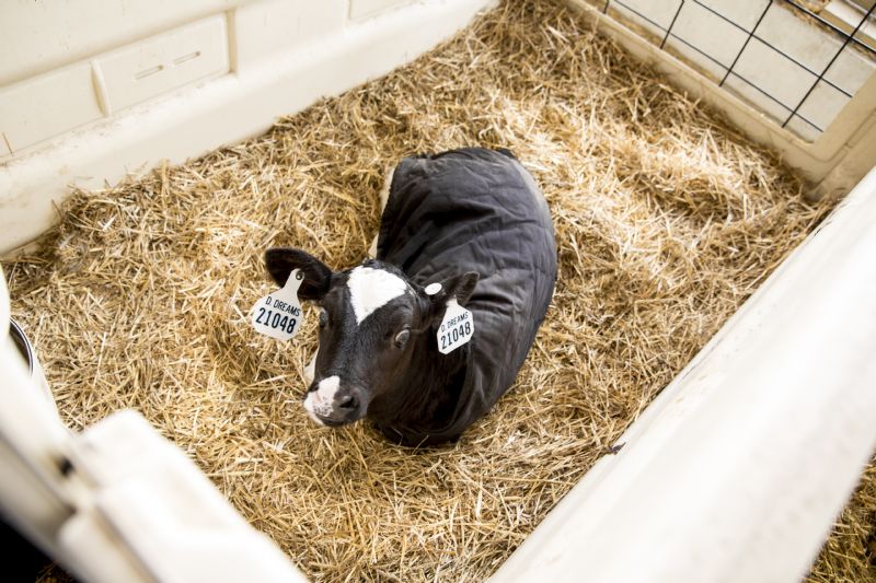 Programa desenvolve primeiro índice de criação de bezerras leiteiras do país